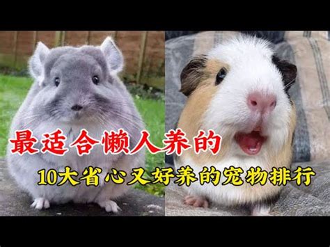 什麼動物可以養